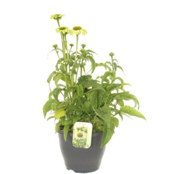 Echinacea purpurea Espinoso Green