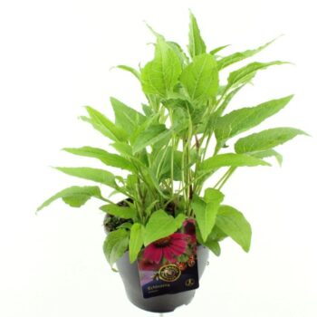 Echinacea purpurea Espinoso Rosy Red