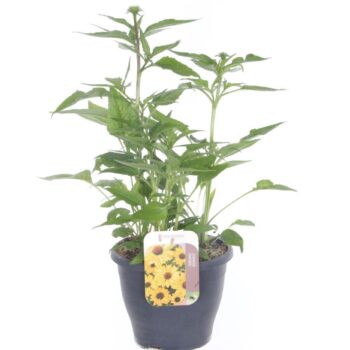 Echinacea purpurea Espinoso Yellow