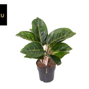 Aglaonema Spring Red Green