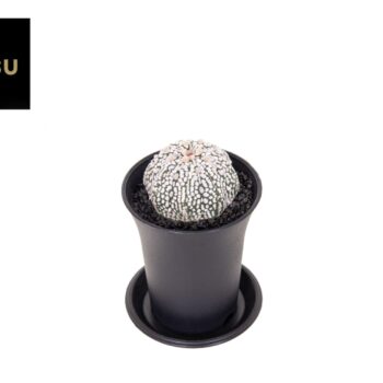 Astrophytum Asterias Super Kabuto