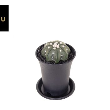 Astrophytum Asterias Nudum Starshape