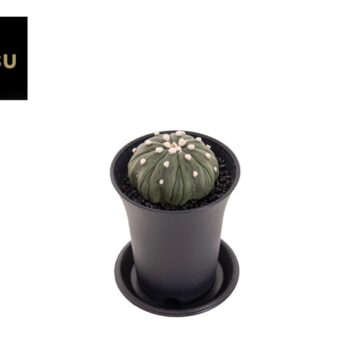 Astrophytum Asterias Fukuryu