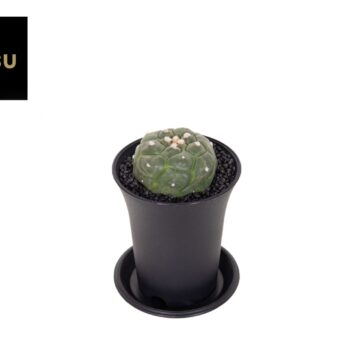 Astrophytum Asterias Kikko Lizard Skin