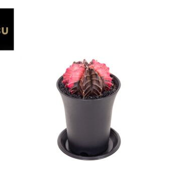 Gymno Cactus 'Variegated' Special Seedling