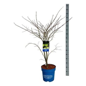 Acer Arctic Jade ®