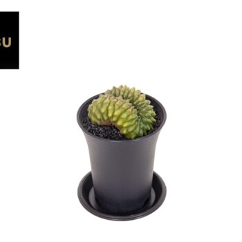 Gymno Spineless Bridge P7,5