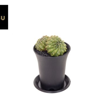 Gymno Spineless Mountain Twin P7,5