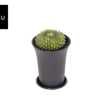 Gymno Cactus 'Spineless' Island XL