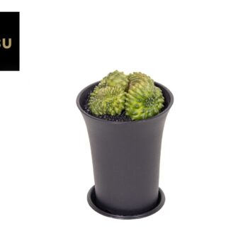 Gymno Cactus 'Spineless' Mountain Twin XL