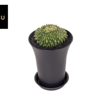 Gymno Cactus 'Spineless' Island XXL