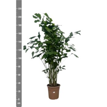 Caryota Mitis - 210cm
