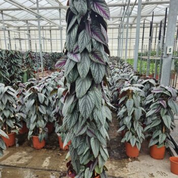 Cissus Violet Vine piramide