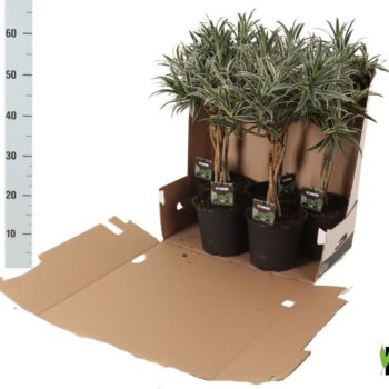 Dracaena reflexa Valentina gevlochten stam