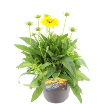 Coreopsis grand. Presto