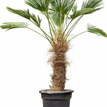 Trachycarpus wagnerianus Stem (80-90)