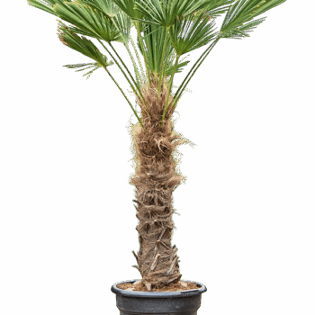 Trachycarpus wagnerianus Stem (90-100)