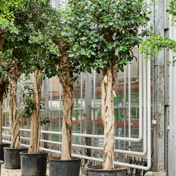 Ficus rubiginosa 'Australis' Stem