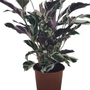 Calathea White Fusion