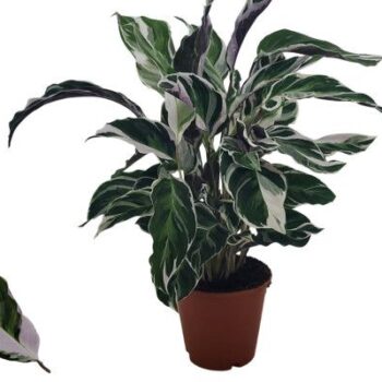 Calathea White Fusion