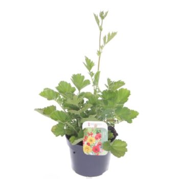 Geum chil. Mrs Bradshaw