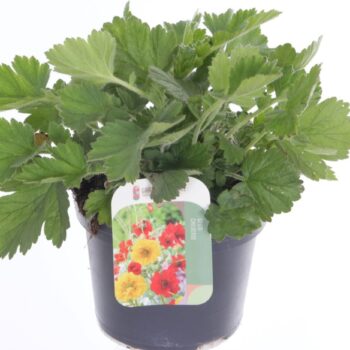 Geum chil. Lady Stratheden