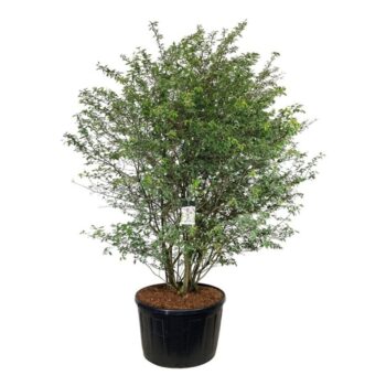 Amelanchier lamarckii