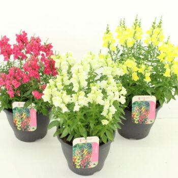Antirrhinum majus mix