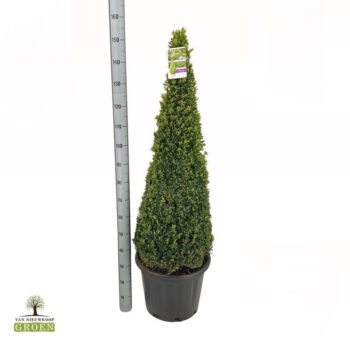 Buxus Sempervirens Piramide 100-120