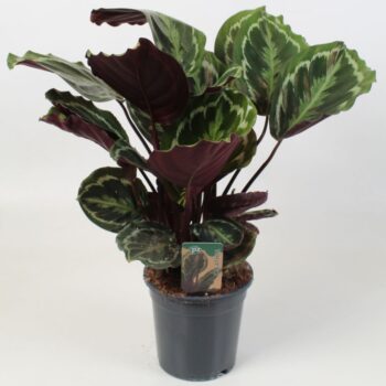 Calathea Medallion 21 cm