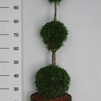 Thuja occ. 'Smaragd'