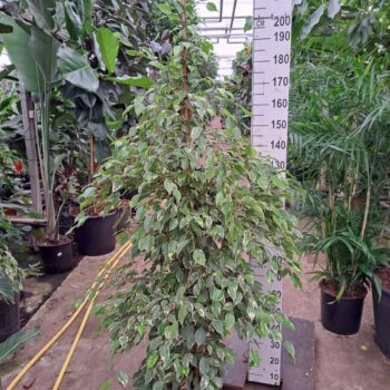 Ficus Benjamina Golden King piramide 210