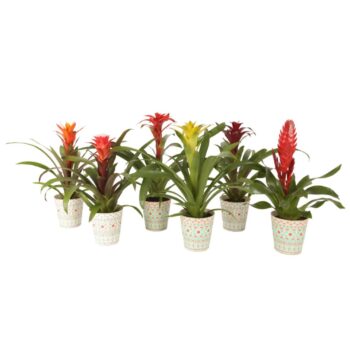 Bromelia mix in potcover Havana