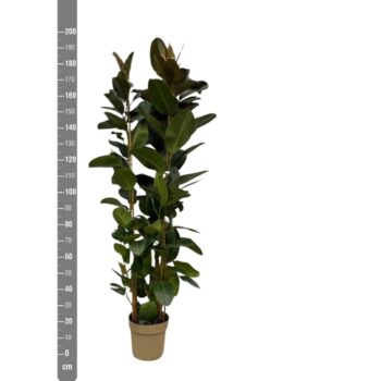 Ficus Elastica Robusta toef - 180cm