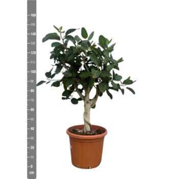 Ficus Benghalensis Audrey bonsai - 150cm