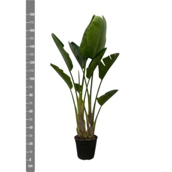 Strelitzia Nicolai