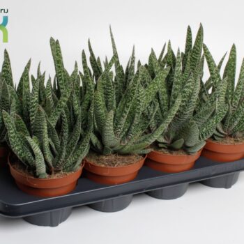 Gasteria Carinata 'Big Ben