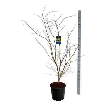Acer Arctic Jade ®