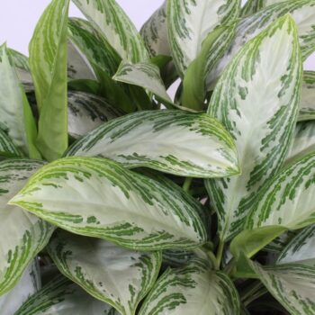 Aglaonema Silver Bay