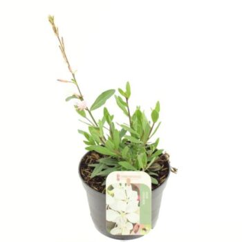 Gaura lind. Geyser White