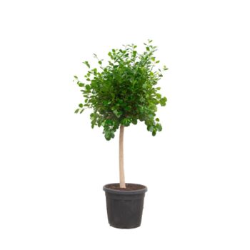 FIcus Microcarpa 'Panda' - 170cm
