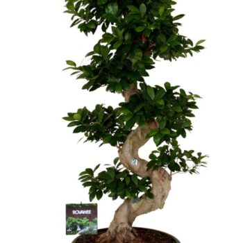Ficus micr. S-type in kunststof sierpot