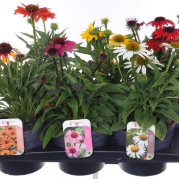 Echinacea purp. Sombrero mix