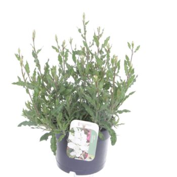Gaura lind. Geyser White
