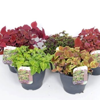Coleus Mix