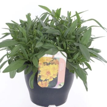 Coreopsis grand. Illico