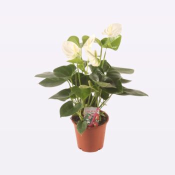 Anthurium Arisa White