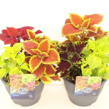 Coleus mix in pot