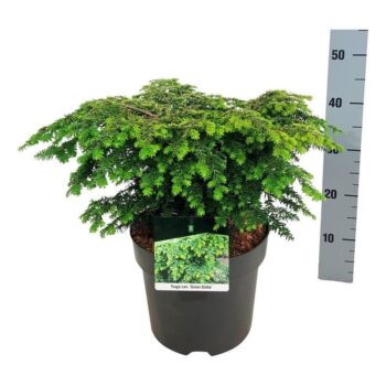 Tsuga can. 'Green Globe'
