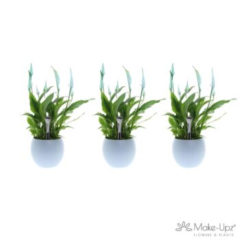 Spathiphyllum 13 cm Bellini Make Upz - Bolpot Blauw